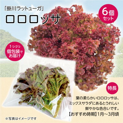 【ふるさと納税】【1種×6株】山里の湧き水育ちリーフレタス「掛川ラットゥーガ・ロロロッサ」【配送不可地域：離島・北海道・沖縄県・四国・九州】【1696202】 - 画像2