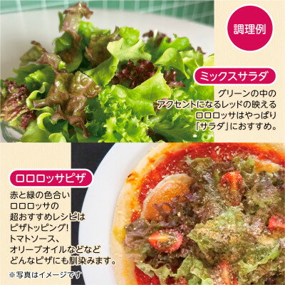 【ふるさと納税】【1種×6株】山里の湧き水育ちリーフレタス「掛川ラットゥーガ・ロロロッサ」【配送不可地域：離島・北海道・沖縄県・四国・九州】【1696202】 - 画像3