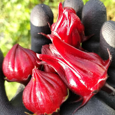 静岡県掛川市産　ハイビスカスローゼル　約400g【配送不可地域：離島・沖縄県】【1710702】