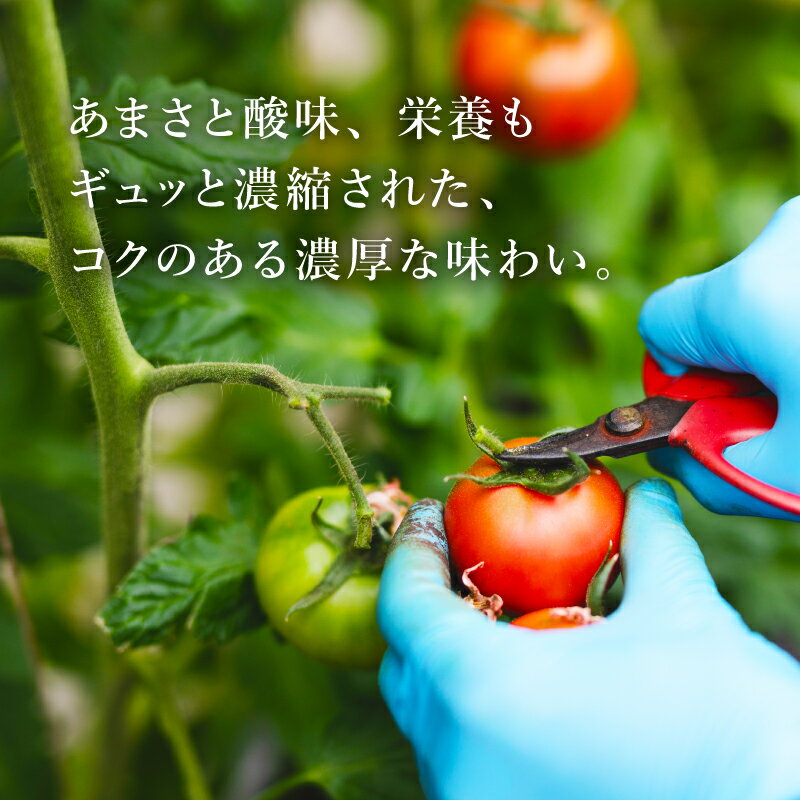 【ふるさと納税】 トマト アメーラ 12-16玉 糖度 7.5以上 甘い 野菜 セット 産地直送 おすすめ 人気 旬 とまと 発送時期選択可 高糖度 フルーツトマト 贈答用 ギフト 特産品 農産物 プレミアム 高級 朝採れ 新鮮 家庭用 贈り物 藤枝市 静岡県 サムネイル2