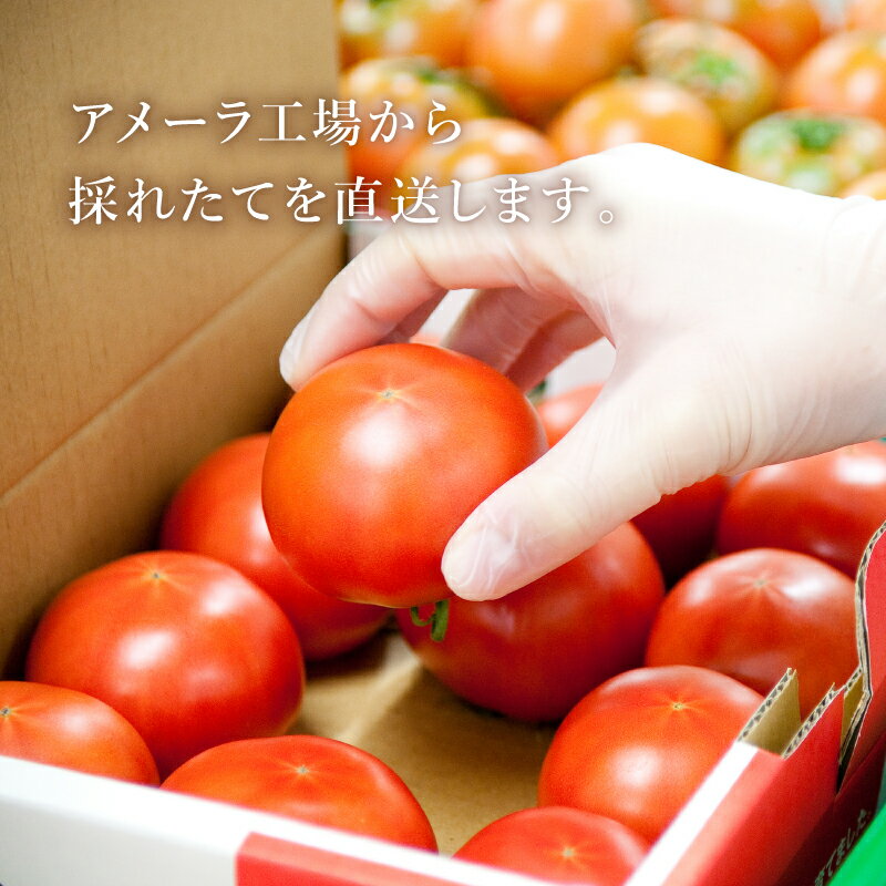 【ふるさと納税】 【選べる配送月】 トマト アメーラ 12-16玉 糖度 7.5以上 甘い 野菜 セット 産地直送 おすすめ 人気 旬 とまと 発送時期選択可 高糖度 フルーツトマト 贈答用 ギフト 特産品 農産物 プレミアム 高級 朝採れ 新鮮 家庭用 贈り物 藤枝市 静岡県 - 画像2