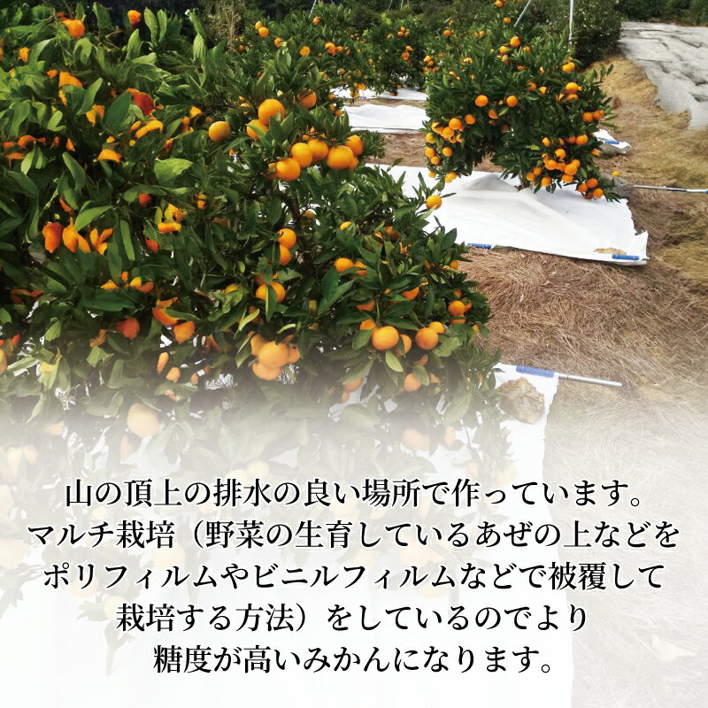 【ふるさと納税】 訳あり みかん 5kg L-2L 青島 ミカン 果物 国産 フルーツ 柑橘 静岡県産 マルチ栽培 蜜柑 不揃い ビタミン 美味しい 先行予約 2026年1月上旬発送 ギフト 数量限定 贈答用 季節限定 旬 産地直送 自然栽培 完熟 甘い 新鮮 果汁 栄養 ジュース 藤枝市 静岡県 サムネイル3