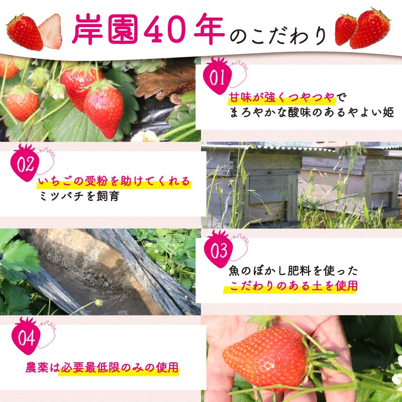 【ふるさと納税】 【先行予約】 やよい姫 約1.2kg 300g×4パック いちご 完熟 苺 産地 直送 フレッシュ イチゴ 贈答 フルーツ 果物 国産 静岡 発送期間: 2026年4月 静岡県 藤枝市 サムネイル3
