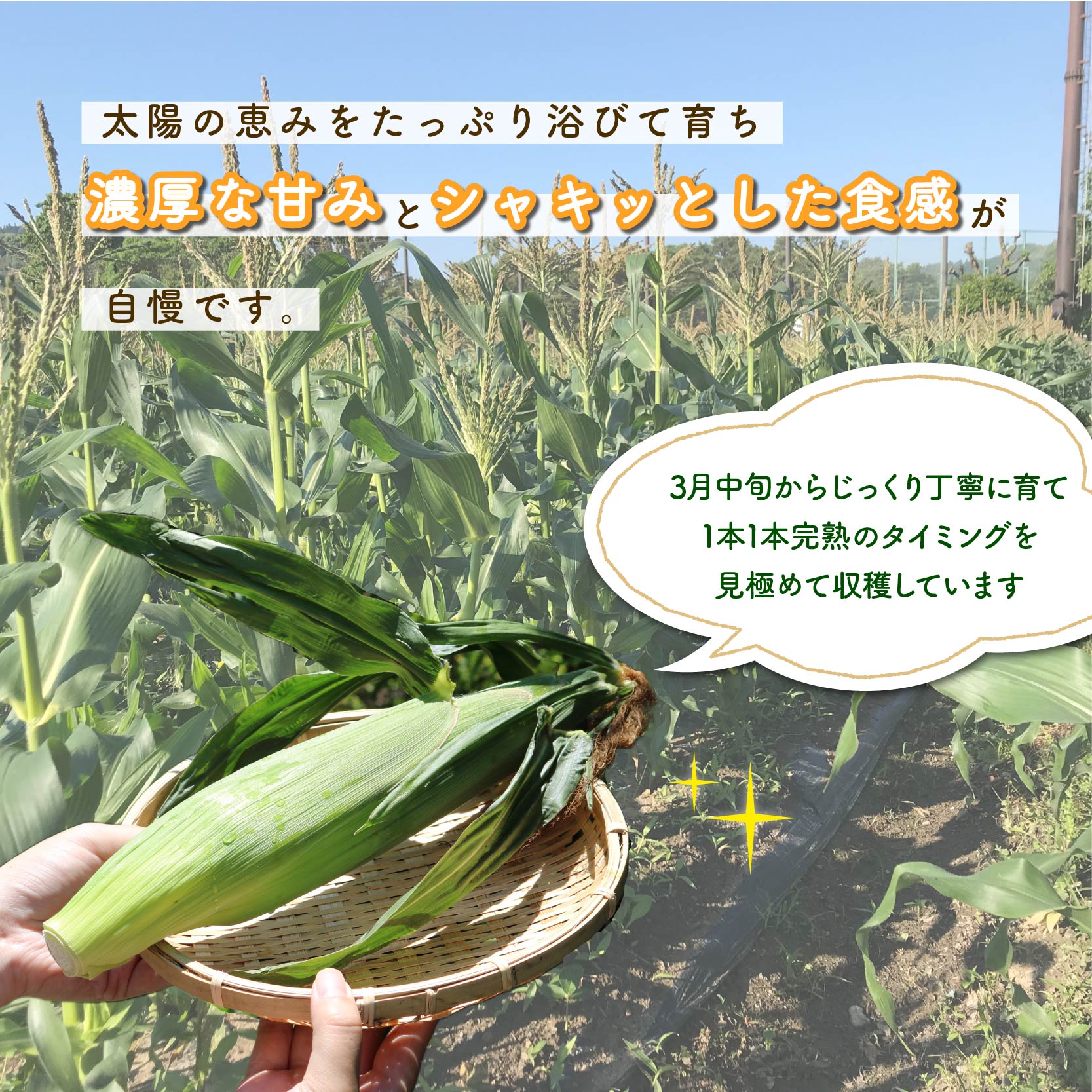 【ふるさと納税】 【先行予約】 【令和8年6月上旬頃より順次発送】 とうもろこし 6本入り ドルチェドリーム トウモロコシ さのさんち 野菜 夏野菜 旬 甘い 安心 安全 JGAP認証農場 静岡県 藤枝市 - 画像2