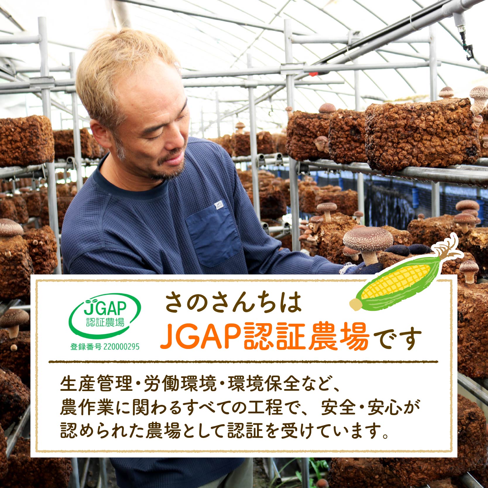 【ふるさと納税】 【先行予約】 【令和8年6月上旬頃より順次発送】 とうもろこし 6本入り ドルチェドリーム トウモロコシ さのさんち 野菜 夏野菜 旬 甘い 安心 安全 JGAP認証農場 静岡県 藤枝市 - 画像3