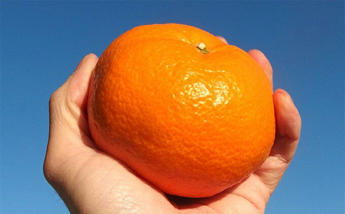 【ふるさと納税】 早期予約 2025年12月下旬より順次出荷 静岡県産 特大 青島 みかん 3L 約 7kg 果物 国産 フルーツ 柑橘 蜜柑 ミカン ビタミン 贈答 お土産 ギフト 予約 産地直送 甘い 旬 冬 ジュース 家族 健康 美容 栄養 贈り物 プレゼント 藤枝市 静岡県 サムネイル3