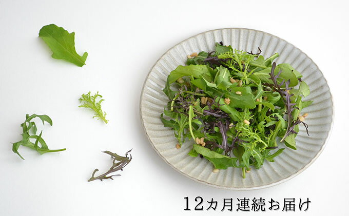 【ふるさと納税】 定期便 12回 国産 ハーブ 野菜 詰合せ 約 450g 4種 8袋 セット 12ヶ月 ルッコラ 赤からし菜 からし菜 セルバチコ 水菜 サラダ 新鮮 野菜セット 産地直送 栄養 健康 ビタミン ミネラル 食生活 贈答用 贈り物 ギフト 藤枝市 静岡県 - 画像2