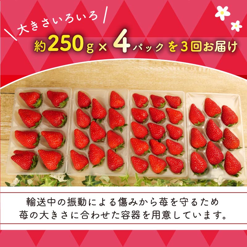 【ふるさと納税】 全3回定期便 いちご きらぴ香 約1kg 約250g×4パック 先行予約 2026年1月から発送予定 3ヶ月 朝どれ 完熟 苺 産地直送 フレッシュ イチゴ 贈答 フルーツ 果物 国産 ストロベリー 甘い 美味しい おすすめ 藤枝市 静岡県 サムネイル3