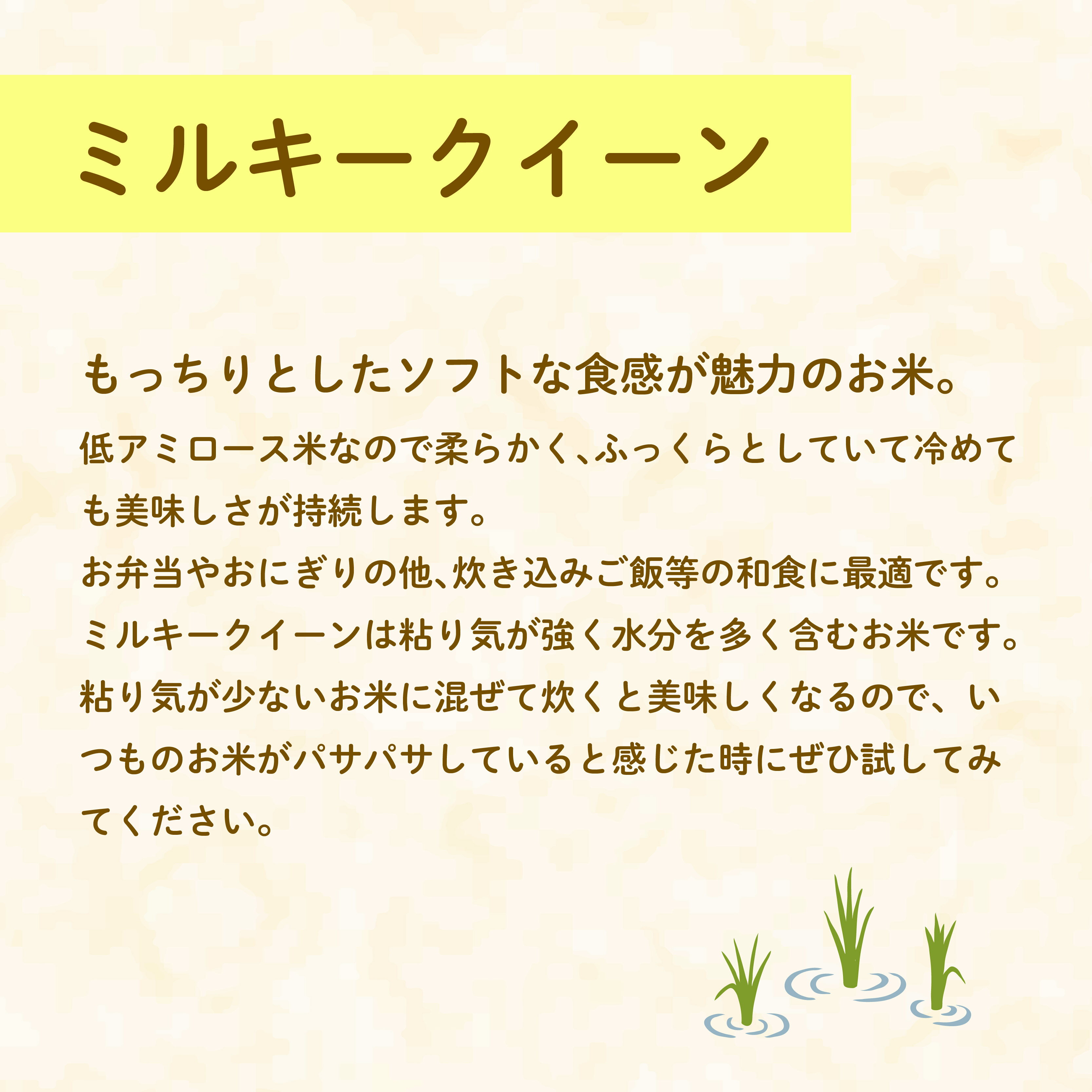 【ふるさと納税】 米 ミルキークイーン 5kg 農家直送 特別栽培米 精米 令和7年度産 お米 贈り物 人気米 ご飯 白米 コメ 贈答 静岡県 藤枝市 - 画像3