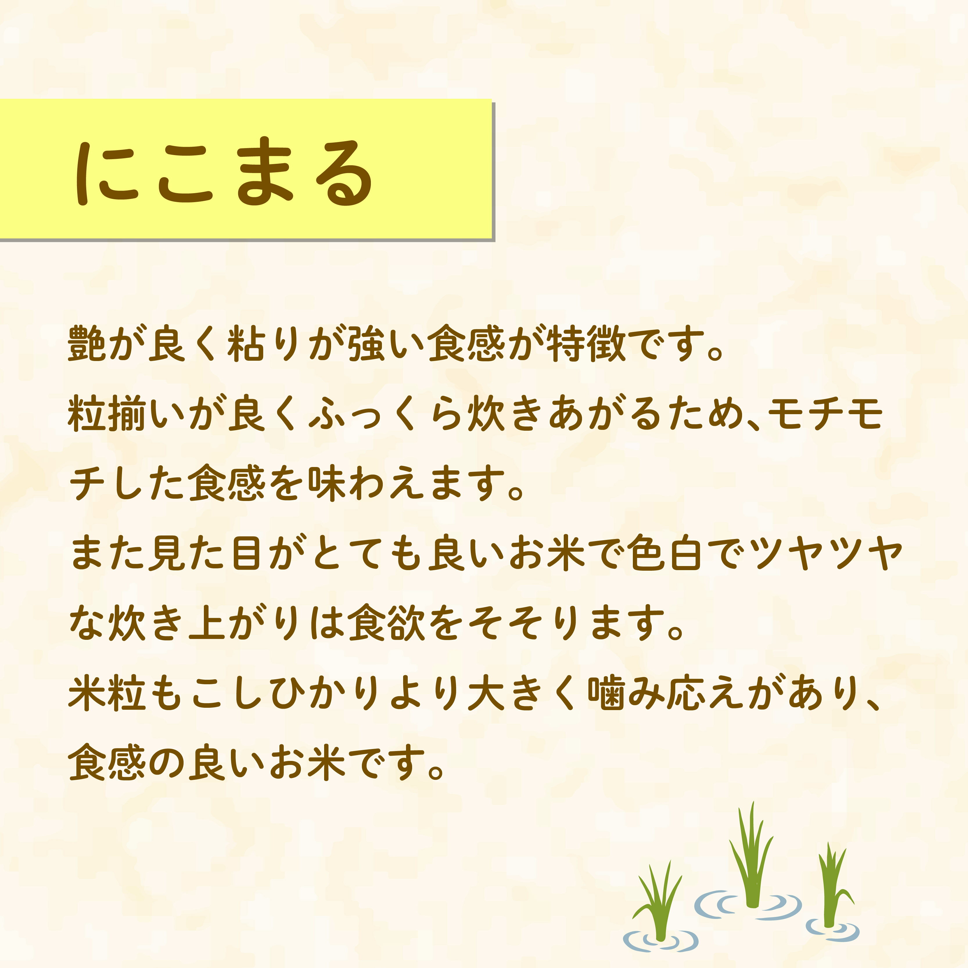 【ふるさと納税】 米 にこまる 5kg 農家直送 特別栽培米 精米 令和7年度産 お米 贈り物 人気米 ご飯 白米 コメ 贈答 静岡県 藤枝市 - 画像3