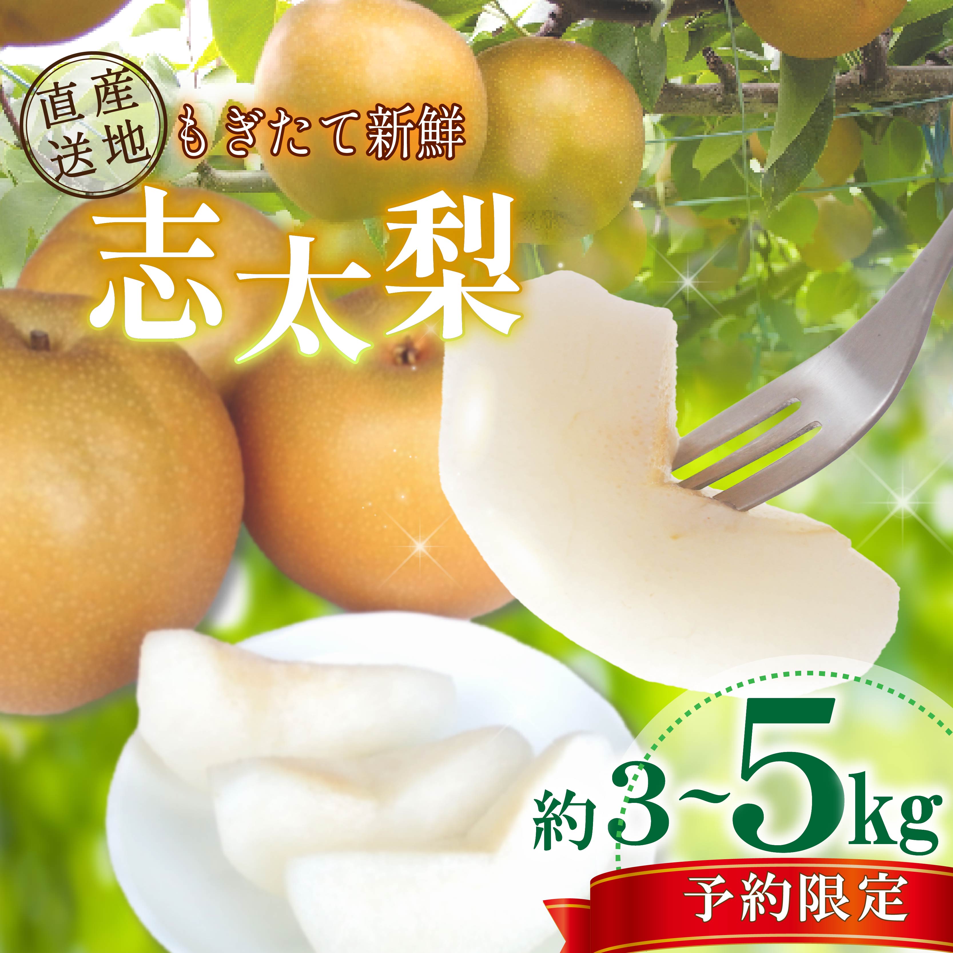 【先行予約：2026年8月以降出荷】 梨 3から5kg 志太梨 果物 フルーツ 産地 直送 家庭用 なし 藤枝産梨 甘い梨 貴重種梨 夏 限定梨 旬の梨 静岡県 藤枝市