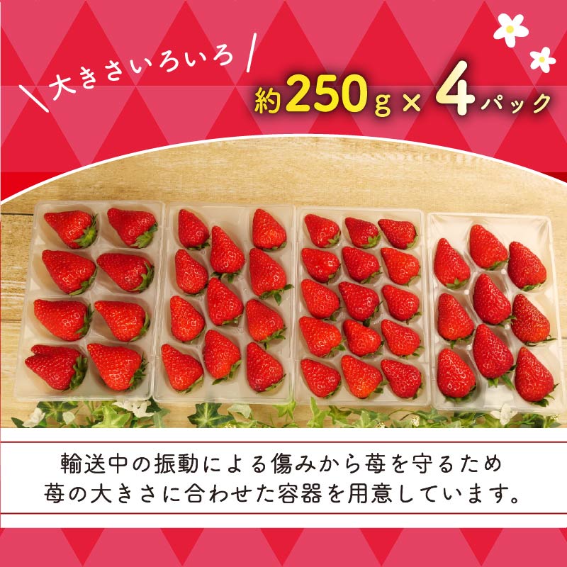 【ふるさと納税】 いちご きらぴ香 約1kg 約250g×4パック 先行予約 2026年3月-5月発送 朝どれ 完熟 苺 産地直送 フレッシュ イチゴ 贈答用 フルーツ 果物 国産 ストロベリー 季節限定 春 ギフト 贈り物 おすすめ 藤枝市 静岡県 サムネイル3