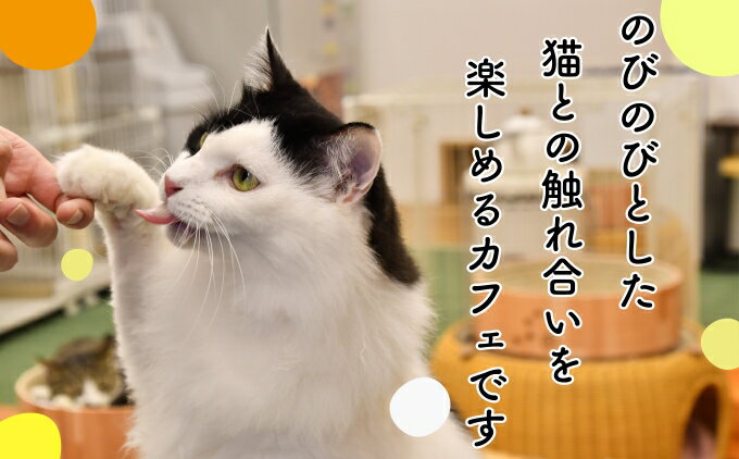 【ふるさと納税】 返礼品なし 猫 保護 支援 ねこカフェ いろり 藤枝 ネコ 里親 寄付 ふれあい 動物愛護 猫保護活動 犬猫等愛護 猫カフェ 里親募集 猫への寄附 猫支援活動 保護施設 保護猫 ボランティア 動物保護 地域猫 譲渡会 保護活動支援 藤枝市 静岡県 サムネイル2