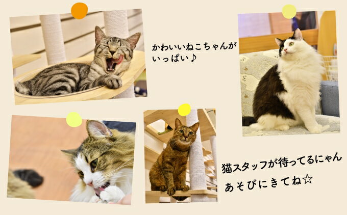 【ふるさと納税】 返礼品なし 猫 保護 支援 ねこカフェ いろり 藤枝 ネコ 里親 寄付 ふれあい 動物愛護 猫保護活動 犬猫等愛護 猫カフェ 里親募集 猫への寄附 猫支援活動 保護施設 保護猫 ボランティア 動物保護 地域猫 譲渡会 保護活動支援 藤枝市 静岡県 サムネイル3