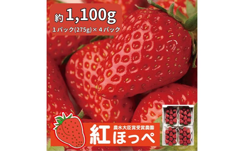【ふるさと納税】【配達地域限定】農水大臣賞受賞農園からお届け イチゴ・紅ほっぺ 4パック 配送:2026年2月上旬頃より順次発送 果物類 いちご 苺 　お届け：2026年2月上旬頃から4月29日まで 　※納期のご指定は承れません。※ サムネイル2