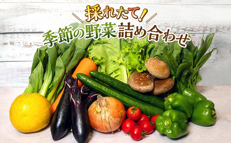 【ふるさと納税】野菜 とれたて 季節の野菜 パック 8品前後 詰め合わせ セット 野菜セット 旬の野菜 旬 野菜詰め合わせ 野菜詰め合わせセット 産地直送 送料無料 たまねぎ にんじん じゃがいも ほうれん草 トマト キャベツ しいたけ 大根 白菜 冷蔵 静岡 サムネイル2