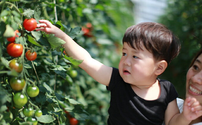 【ふるさと納税】【36回 定期便】機能性表示食品 Hapitoma ハピトマ 糖度7（1kg）【配送不可：北海道・沖縄・離島】健康 ヘルシー GABA リコピン 人気 厳選 袋井市 野菜 トマト 静岡県産 - 画像2