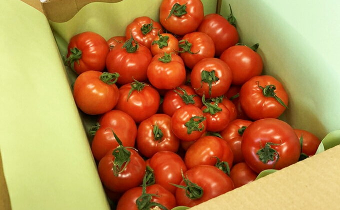 【ふるさと納税】機能性表示食品 Hapitoma ハピトマ 訳あり（1.8kg）【配送不可：北海道・沖縄・離島】健康 ヘルシー GABA 人気 厳選 袋井市 野菜 トマト ミニトマト ストレス リコピン コレステロール 規格外品 新鮮 - 画像3