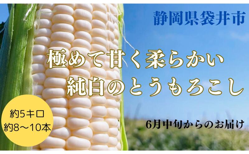 【ふるさと納税】【先行予約】⾄極の⽢さと果汁 白いとうもろこし おすすめ コーン トウモロコシ 採れたて 新鮮 健康 ヘルシー 人気 厳選 袋井市 　お届け：2026年6月中旬～下旬 - 画像2