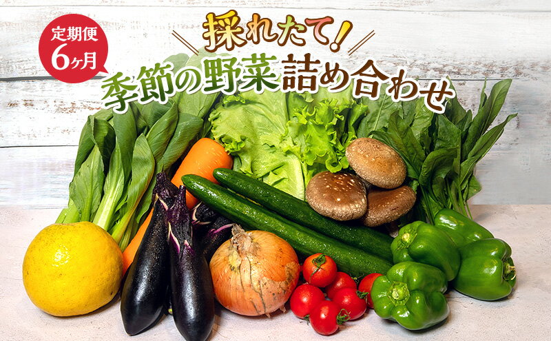 【ふるさと納税】とれたて 野菜 パック 定期便 6回 季節の野菜 セット 詰め合わせ 8品前後 野菜セット 野菜詰め合わせ 6ヶ月 ジャガイモ 人参 大根 小松菜 白ネギ グリーンリーフ チンゲン菜 椎茸 トマト 水菜 葉ネギ 人気 厳選 静岡県 - 画像2