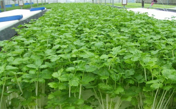 【ふるさと納税】ホワイトミニセルリーセット（30袋入り） 野菜 詰め合わせ - 画像2
