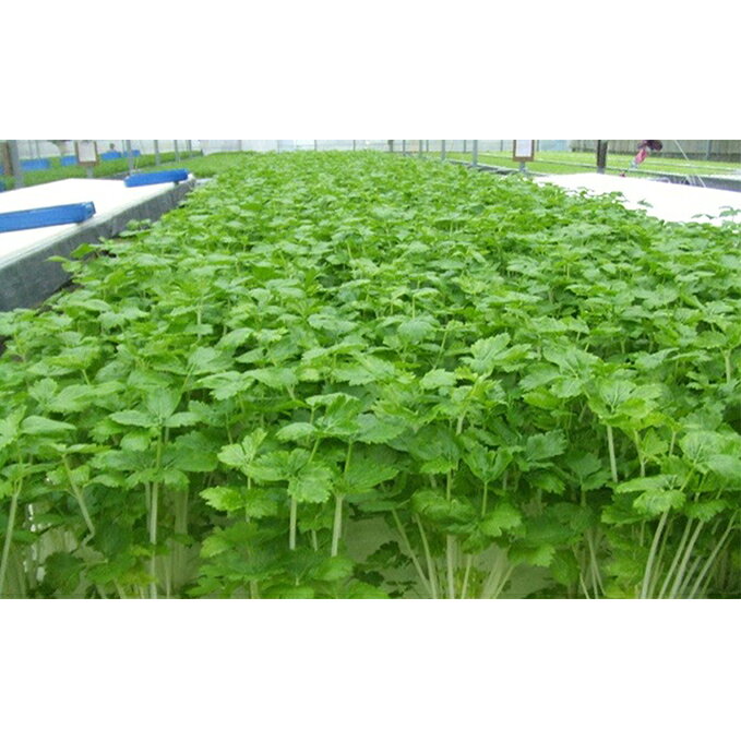 ホワイトミニセルリーセット（30袋入り） 野菜 詰め合わせ