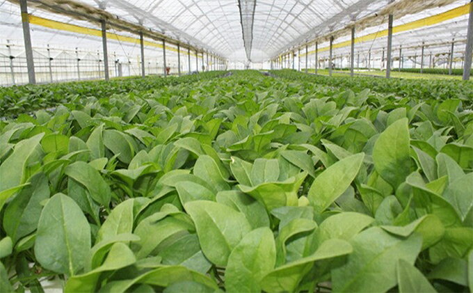 【ふるさと納税】そのまま食べられる！野菜サラダセット24袋【配送不可：離島】 詰め合わせ - 画像3