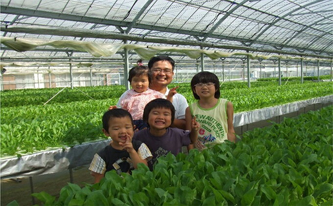 【ふるさと納税】サラダほうれん草セット（44袋入り） 野菜 詰め合わせ - 画像3