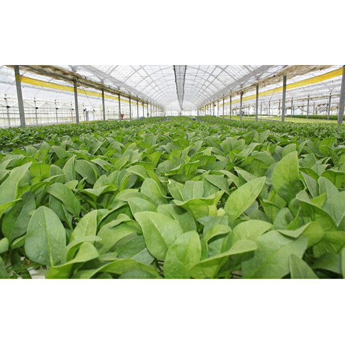 サラダほうれん草セット（22袋入り） 野菜 詰め合わせ