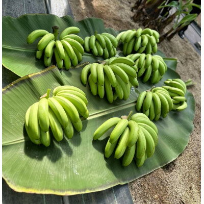 【ふるさと納税】HAMANAKO　りき　バナナ 箱入り 5本(各160~190g)【配送不可地域：離島】【1525861】 サムネイル3