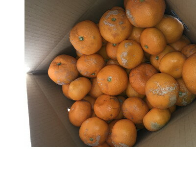 【ふるさと納税】[訳あり]【2026年1月初旬頃より順次発送予定】青島みかん 約10kgサイズミックス【1575319】 サムネイル2