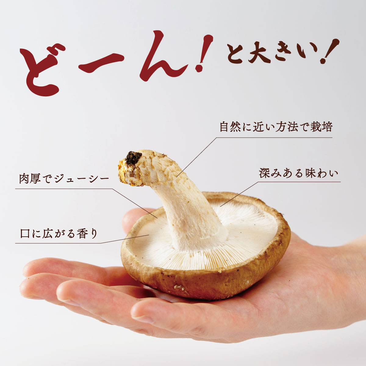 【ふるさと納税】原木栽培の 生しいたけ 1kg / 伊豆産 伊豆 肉厚 1キロ 無農薬 無肥料 生 シイタケ 椎茸 きのこ キノコ 茸 野菜 お取り寄せ 冷蔵 送料無料 国産 国内 中部 静岡 静岡市 伊豆市 010-002 - 画像3