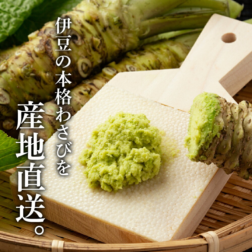 【ふるさと納税】 世界農業産認定 伊豆本格 生わさび 真妻 堪能セット おろし金付 / 最高級品種 新鮮 贈り物 ギフト 生 わさび ワサビ 薬味 詰め合わせ お取り寄せ 送料無料 静岡県 伊豆市 [012-005] サムネイル2
