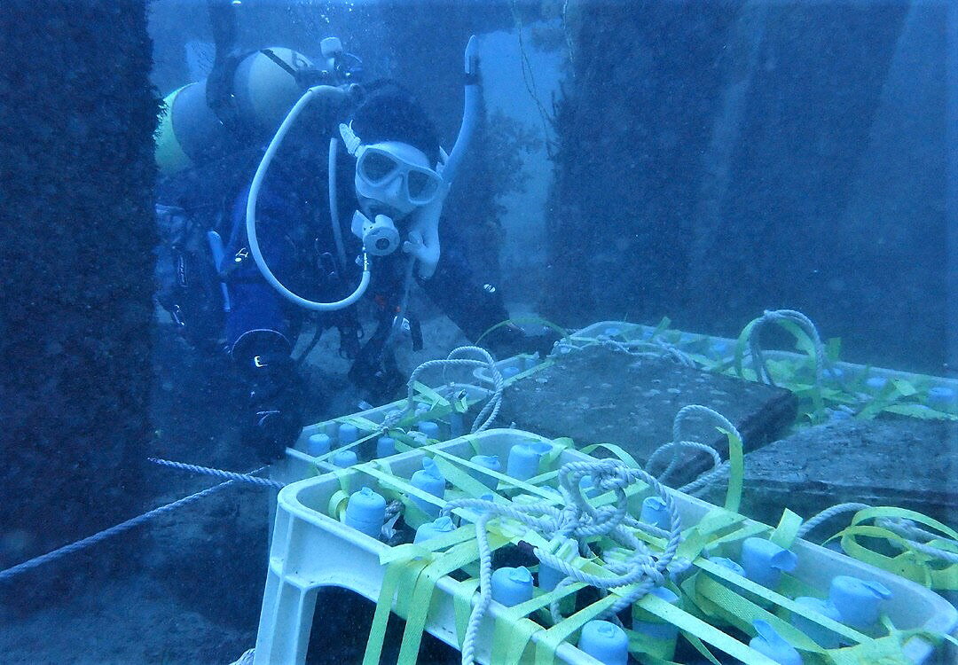 【ふるさと納税】土肥海底熟成 赤ワイン LOVE Mare (らぶ・ま〜れ) 750ml×1本 伊豆 ヤマソービニオン [032-001] ワイン 赤 熟成 海 海底 お酒 アルコール 飲料 日本 国産 国内産 お取り寄せ 静岡県 伊豆市 土肥 中伊豆 サムネイル2