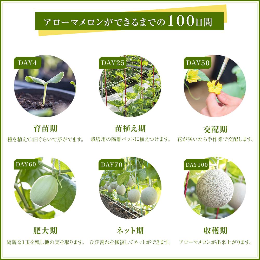 【ふるさと納税】メロン 6玉 計8.4kg以上 大玉 上級ランク等級「山」 | アローマメロン 果物 くだもの フルーツ 静岡 人気 おすすめ めろん 最高級メロン マスクメロン サムネイル3