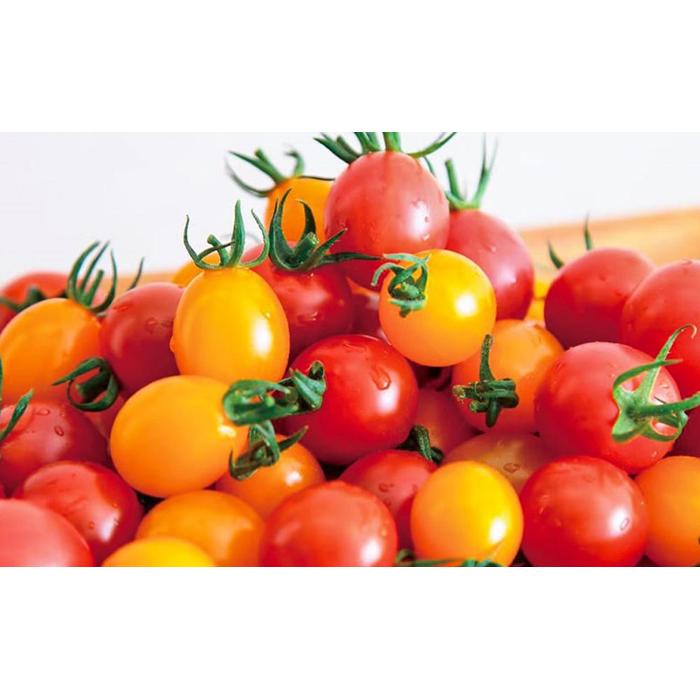 【ふるさと納税】トマトが苦手な子でも食べれちゃう！高糖度 完熟フルーツトマトとミニトマトの食べくらべセット　1.2kg こだわりの減農薬 糖度8～13度 リピーター多数 大容量 コスパ 新鮮 人にも地球にも優しいトマト - 画像2