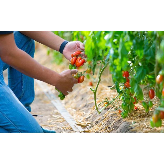【ふるさと納税】トマトが苦手な子でも食べれちゃう！高糖度 完熟フルーツトマトとミニトマトの食べくらべセット　1.2kg こだわりの減農薬 糖度8～13度 リピーター多数 大容量 コスパ 新鮮 人にも地球にも優しいトマト - 画像3