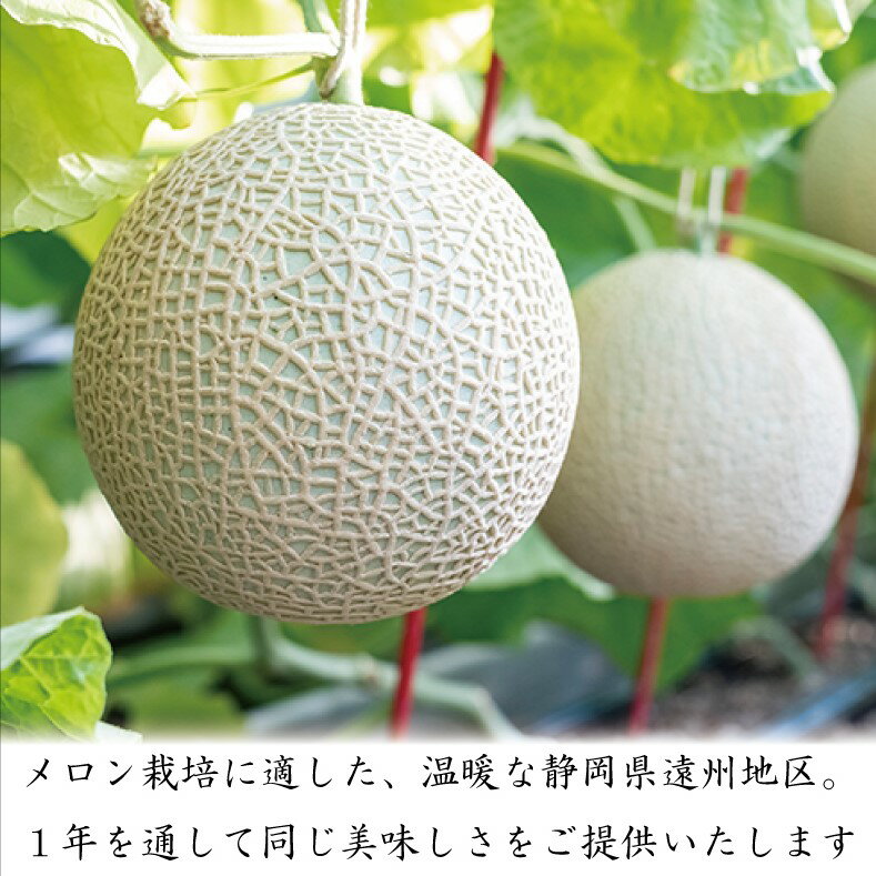 【ふるさと納税】【選べる定期便】静岡県産 高級アローマメロン 山等級 1玉 約1.3kg以上＜定期便3ヶ月 または 6ヶ月＞メロン 高級メロン マスクメロン 温室 フルーツ 果物 化粧箱入 お取り寄せ 国産 静岡県 菊川市 送料無料【通年受付・発送】 サムネイル3