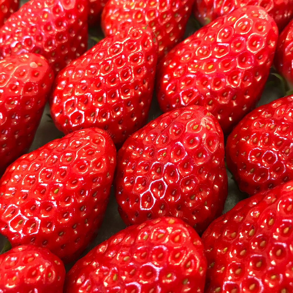 【3回定期便12～1月、2月、3月】 寒蜜いちご 紅ほっぺ ＜選べる容量＞ 計約 1800g～3600g 1回あたり 600g （300g×2パック） もしくは 1200g （300g×4パック） いちご 特大粒 大粒 果物 国産 静岡県産 静岡県 菊川市 送料無料