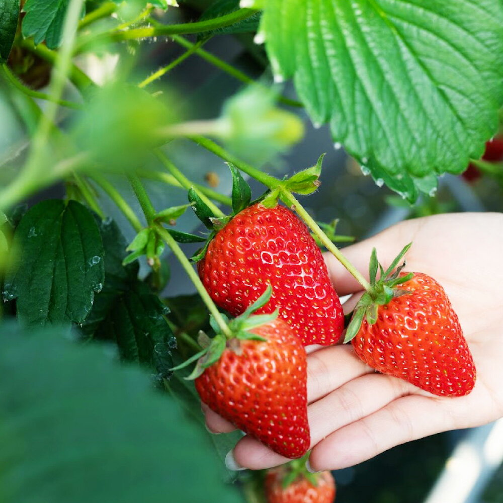 【ふるさと納税】【3回定期便12～1月、2月、3月】 寒蜜いちご 紅ほっぺ ＜選べる容量＞ 計約 1800g～3600g 1回あたり 600g （300g×2パック） もしくは 1200g （300g×4パック） いちご 特大粒 大粒 果物 国産 静岡県産 静岡県 菊川市 送料無料 サムネイル2
