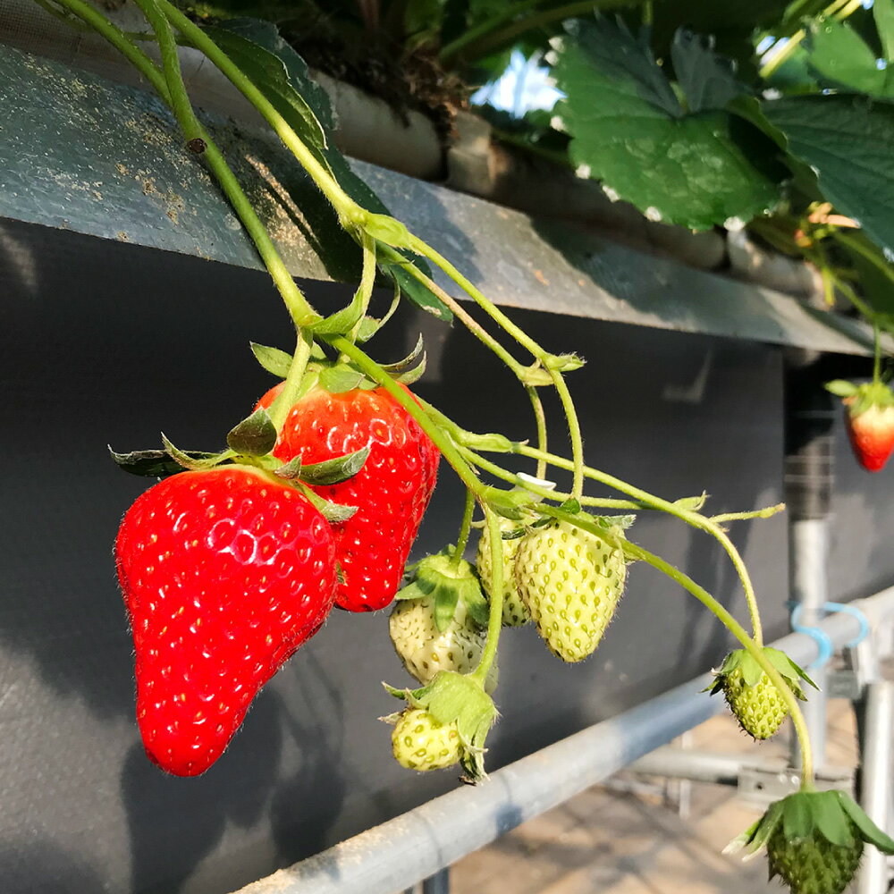 【ふるさと納税】【3回定期便12～1月、2月、3月】 寒蜜いちご 紅ほっぺ ＜選べる容量＞ 計約 1800g～3600g 1回あたり 600g （300g×2パック） もしくは 1200g （300g×4パック） いちご 特大粒 大粒 果物 国産 静岡県産 静岡県 菊川市 送料無料 サムネイル3
