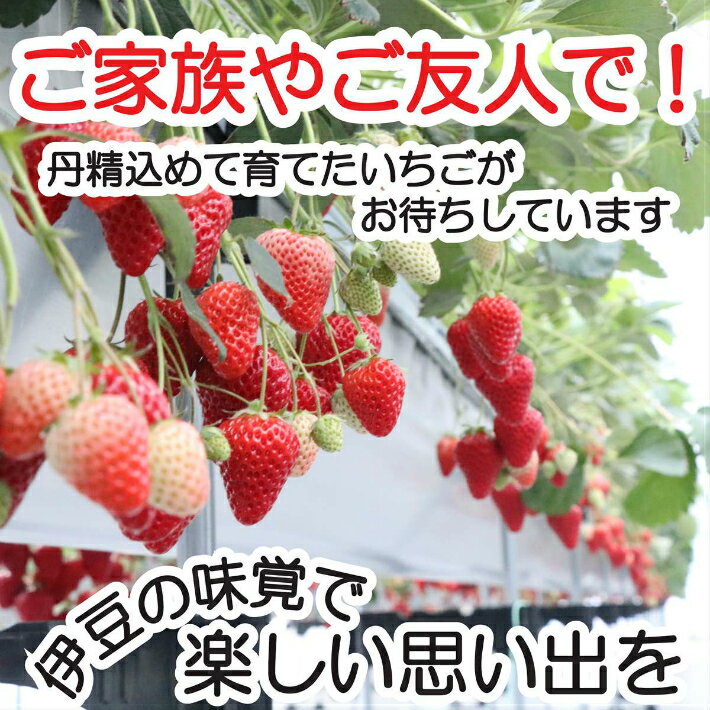 【ふるさと納税】伊豆の国市いちご狩り共通券（1名様分） ／ 体験 観光 苺 イチゴ チケット 30分間 食べ放題 紅ほっぺ 章姫 あきひめ 高設栽培 ジューシー 伊豆の国 静岡県 静岡 国内 - 画像2