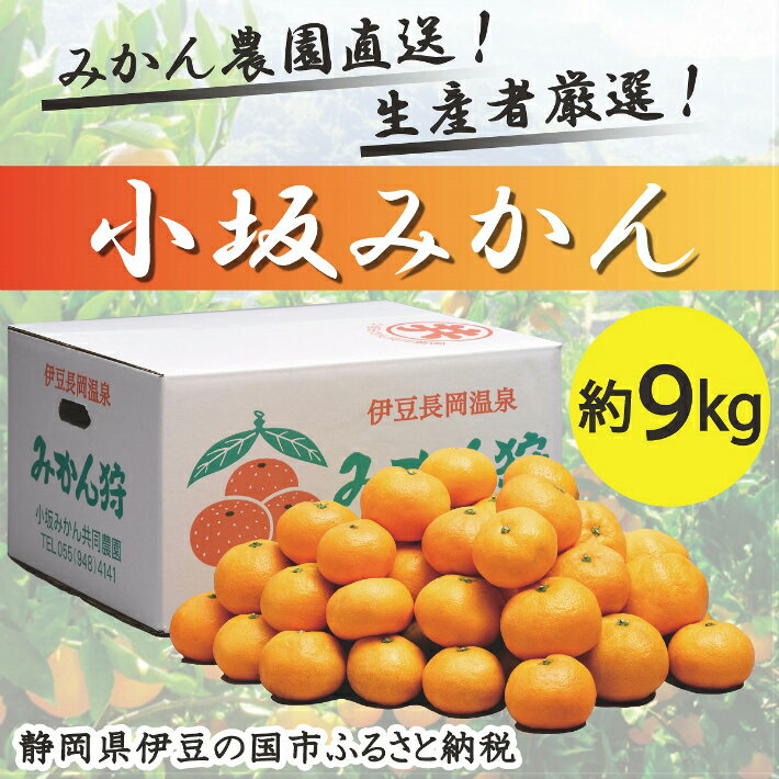 【数量限定】みかん農園直送！生産者厳選「小坂みかん」（約9kg） ／ 極早生 早生 品種 おまかせ ミカン 蜜柑 温州 伊豆の国 静岡 静岡県