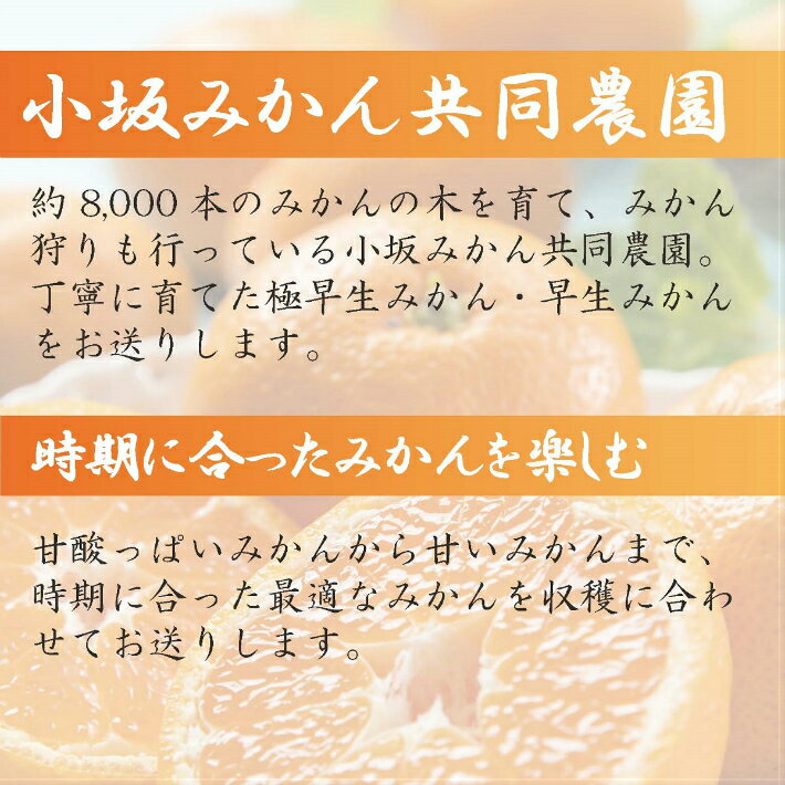 【ふるさと納税】【数量限定】みかん農園直送！生産者厳選「小坂みかん」（約9kg） ／ 極早生 早生 品種 おまかせ ミカン 蜜柑 温州 伊豆の国 静岡 静岡県 サムネイル2