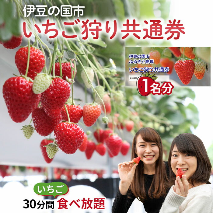 伊豆の国市いちご狩り共通券（1名様分） ／ 体験 観光 苺 イチゴ チケット 30分間 食べ放題 紅ほっぺ 章姫 あきひめ 高設栽培 ジューシー 伊豆の国 静岡県 静岡 国内
