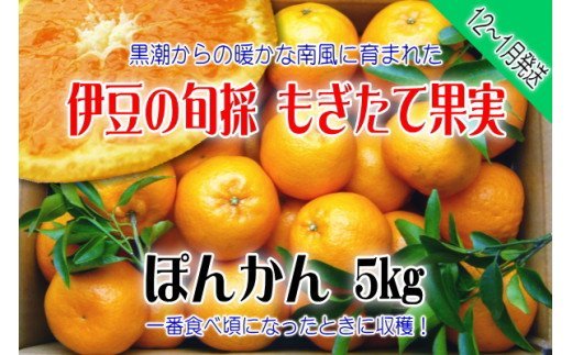 【伊豆のみかん・柑橘】もぎたて果実　ぽんかん　5kg　A020 ／ 収穫体験農園ふたつぼり　柑橘　フルーツ　静岡県　東伊豆町