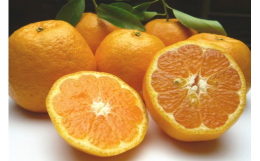 【ふるさと納税】【伊豆のみかん・柑橘】もぎたて果実　ぽんかん　5kg　A020 ／ 収穫体験農園ふたつぼり　柑橘　フルーツ　静岡県　東伊豆町 サムネイル2