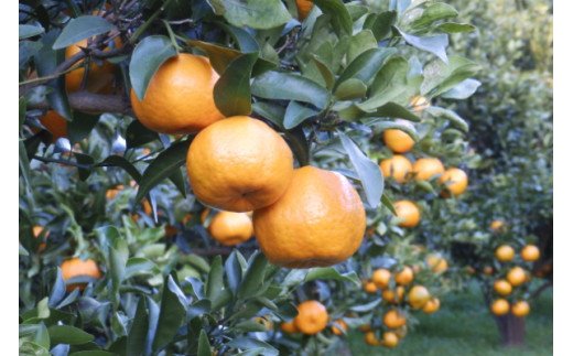 【ふるさと納税】【伊豆のみかん・柑橘】もぎたて果実　ぽんかん　5kg　A020 ／ 収穫体験農園ふたつぼり　柑橘　フルーツ　静岡県　東伊豆町 サムネイル3