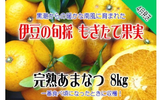 【伊豆のみかん・柑橘】もぎたて果実　あまなつ　8kg　A023 ／ 収穫体験農園ふたつぼり　柑橘　フルーツ　静岡県　東伊豆町