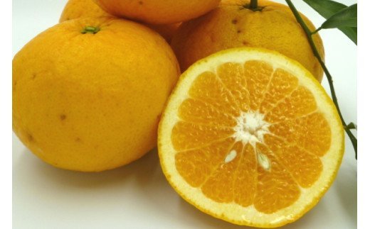 【ふるさと納税】【伊豆のみかん・柑橘】もぎたて果実　あまなつ　8kg　A023 ／ 収穫体験農園ふたつぼり　柑橘　フルーツ　静岡県　東伊豆町 サムネイル2